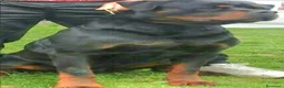 Rottweiler cani in vendita: Cuccioli rottweiler  - Annuncio 12