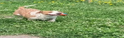 Meticcio cani in regalo: Simil spinone  a Città Metropolitana di Napoli - Annuncio 5