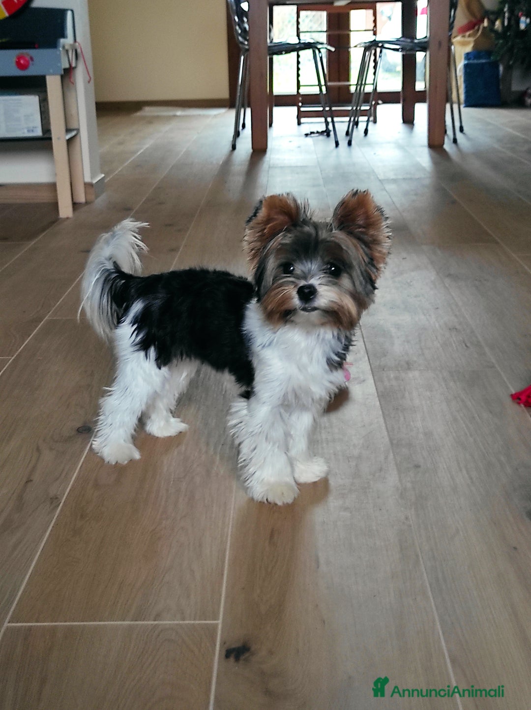 Biewer Terrier cani per accoppiamento: Femmina di Biewer Terrier cerca fidanzato - Annuncio 1