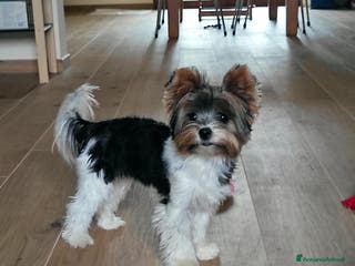 Biewer Terrier cani Femmina di Biewer Terrier cerca fidanzato - Annuncio 12