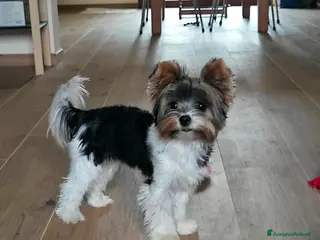 Biewer Terrier cani Femmina di Biewer Terrier cerca fidanzato - Annuncio 22