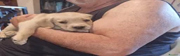 Cane Corso cani in vendita: Splendidi Cuccioli Simile Cane Corso a Città Metropolitana di Bari - Annuncio 14