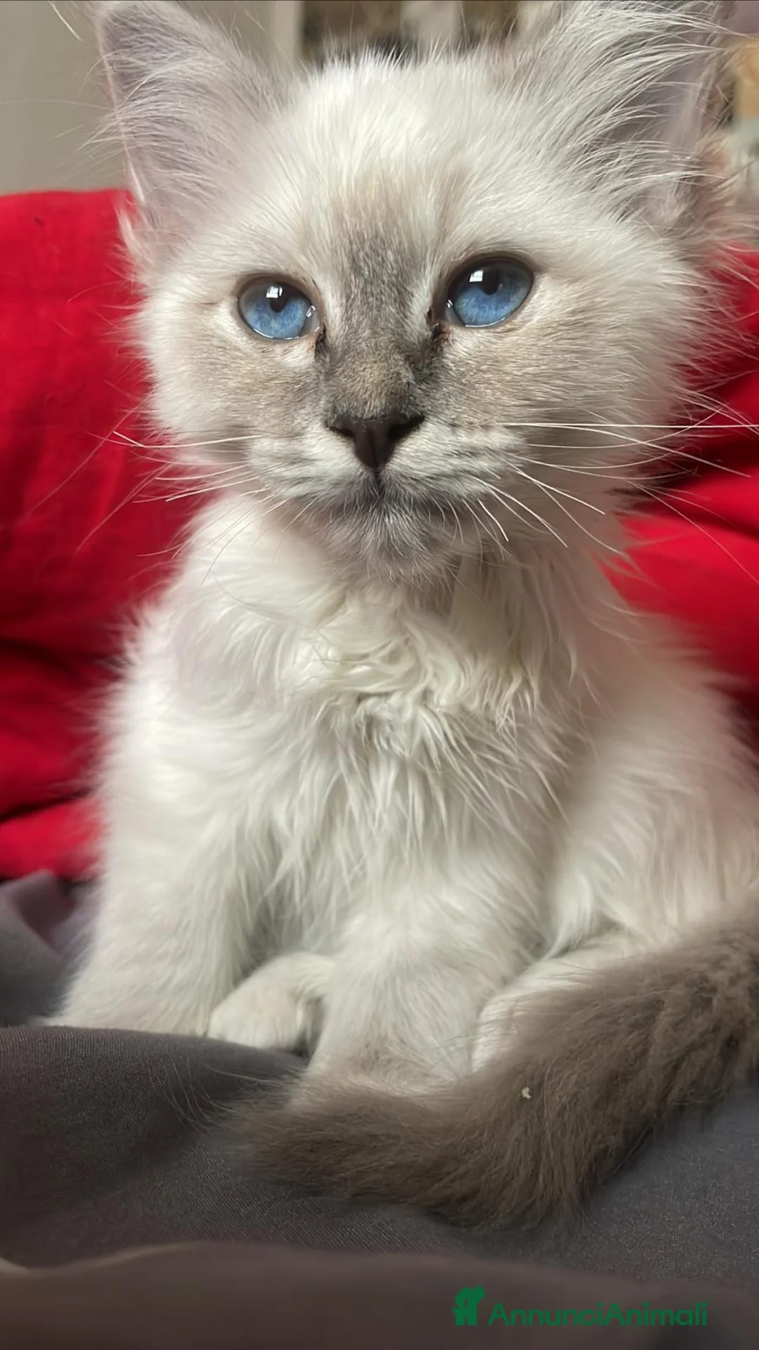 Sacro di Birmania gatti in vendita: Sacro di Birmania  - Annuncio 2