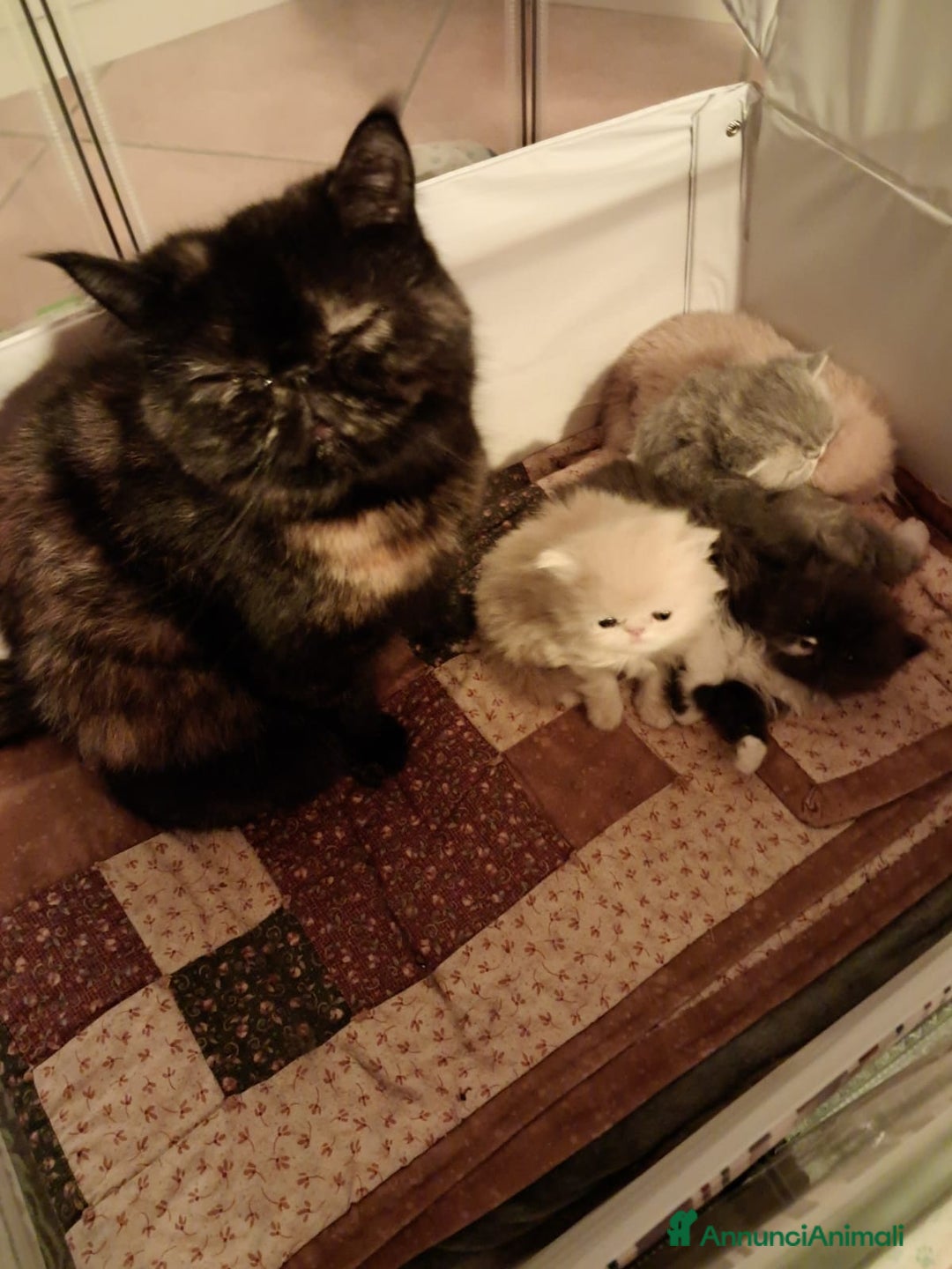 Persiano gatti in vendita: cuccioli persiani ed esotici - Annuncio 6