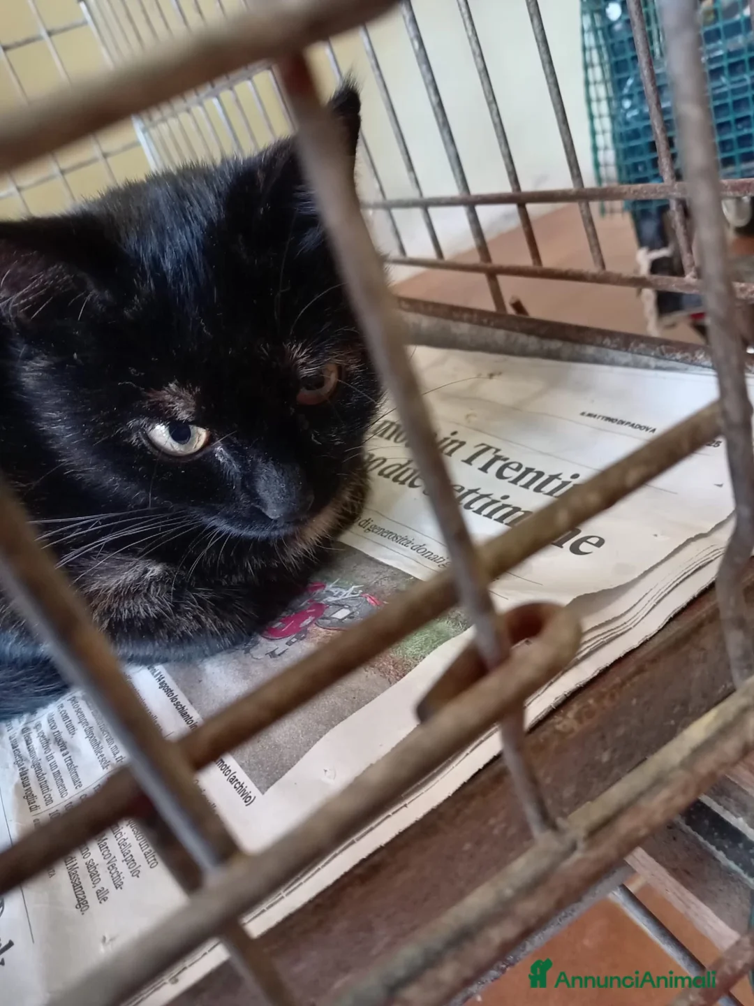 Europeo gatti in regalo: gatta 4 mesi cerca casa ❤️ - Annuncio 4