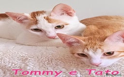 Europeo gatti in regalo:   Tommy e Tato due micini meravigliosi  a Città metropolitana di Roma Capitale - Immagine 3