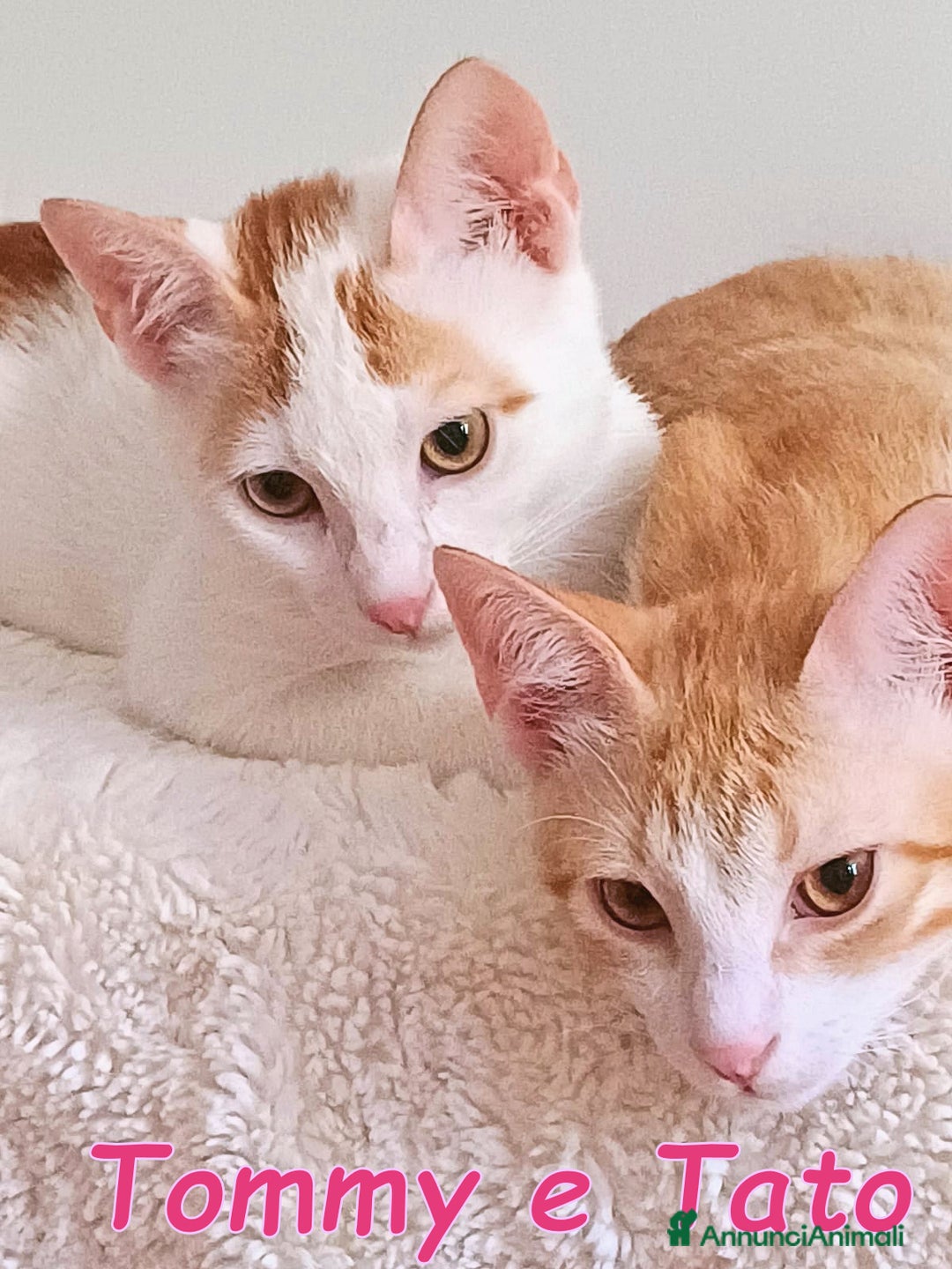 Europeo gatti in regalo:   Tommy e Tato due micini meravigliosi  a Città metropolitana di Roma Capitale - Immagine 3