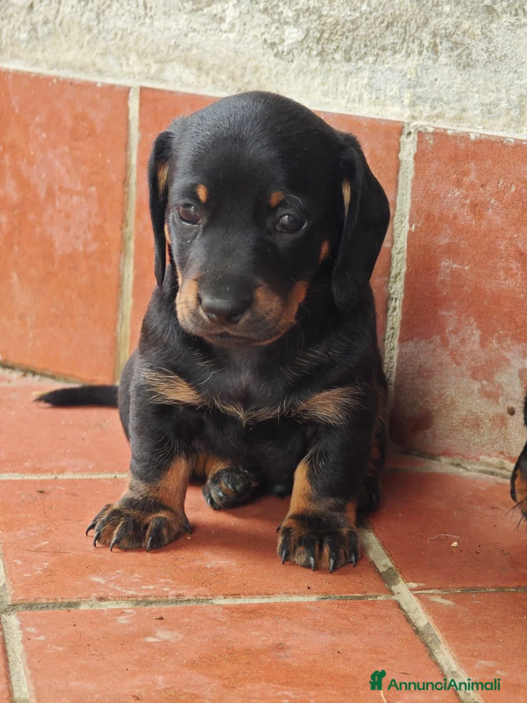 Bassotto cani in vendita: Vendo ultimo cucciolo di bassotto - Annuncio 2