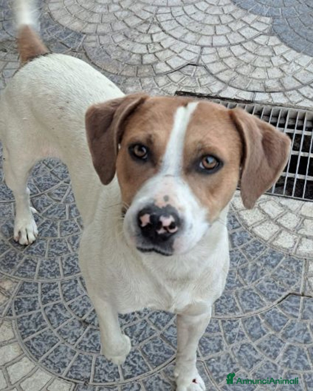 Meticcio cani in regalo: BEPPE un tenerone - ottimo carattere - Annuncio 4