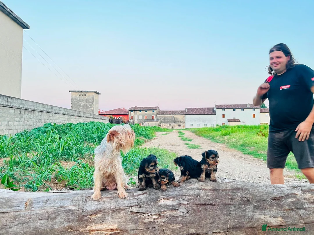 Yorkshire cani in vendita: CUCCIOLI DI YORKSHIRE TERRIER DISPONIBILI a Provincia di Vicenza - Annuncio 2