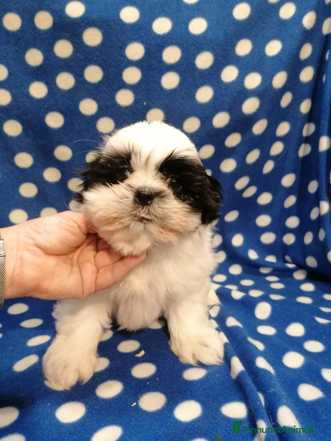 Shih Tzu cani in vendita: Shih Tzu cuccioli piccoli - Annuncio 2