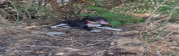 Segugio cani in regalo: Ciao a tutti da Tmmy.! splendido segugino (Catania - Annuncio 7