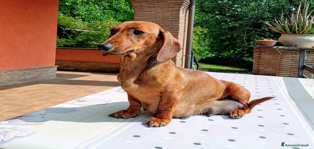 Immagine della galleria {{count}}