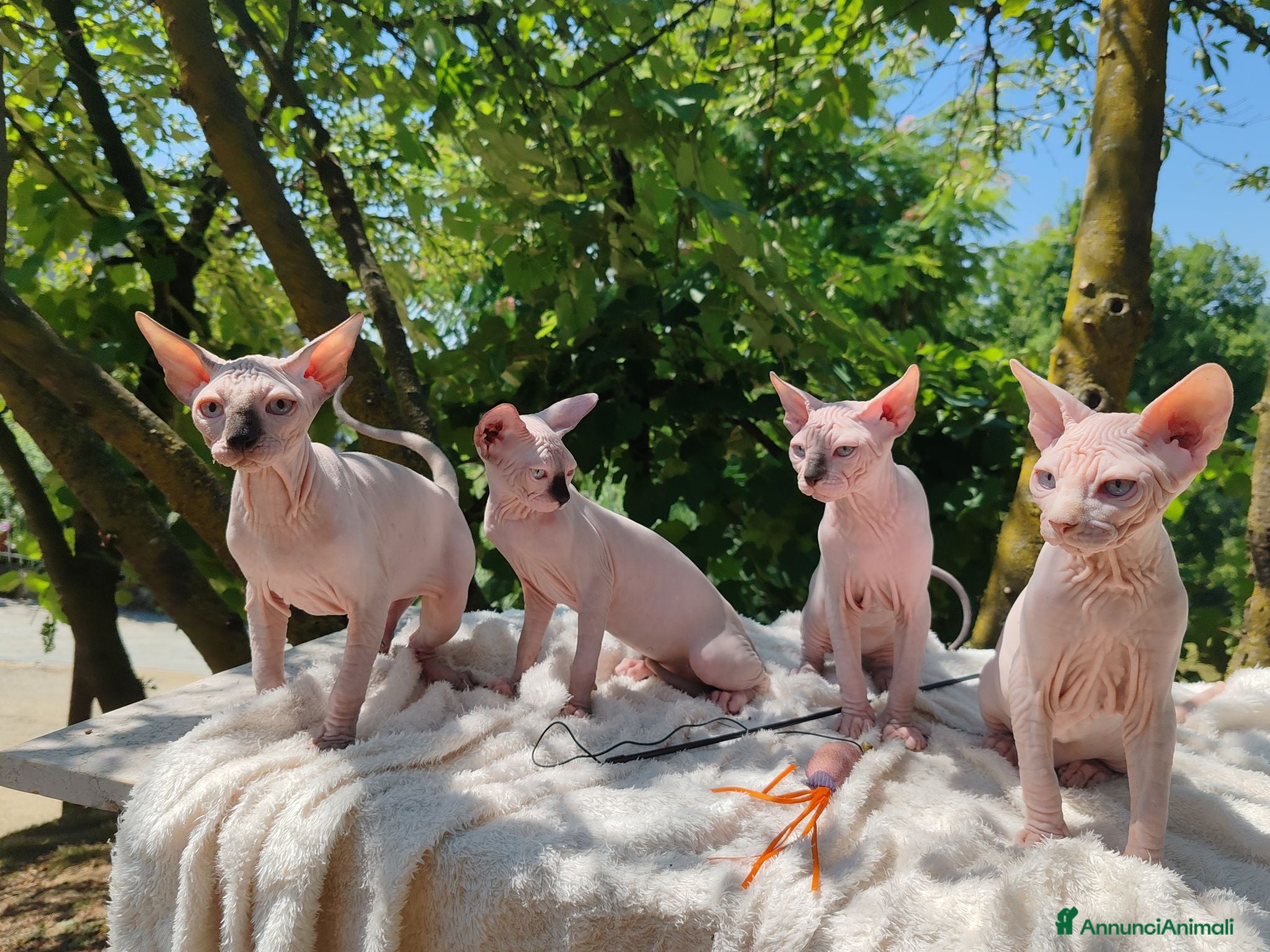 Sphynx gatti Disponibili splendidi cuccioli di Sphynx ✨ - Annuncio 1