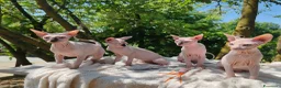 Sphynx gatti in vendita: Disponibili splendidi cuccioli di Sphynx ✨ - Annuncio 33