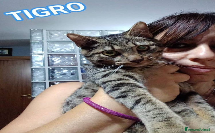 Europeo gatti - Annuncio 14