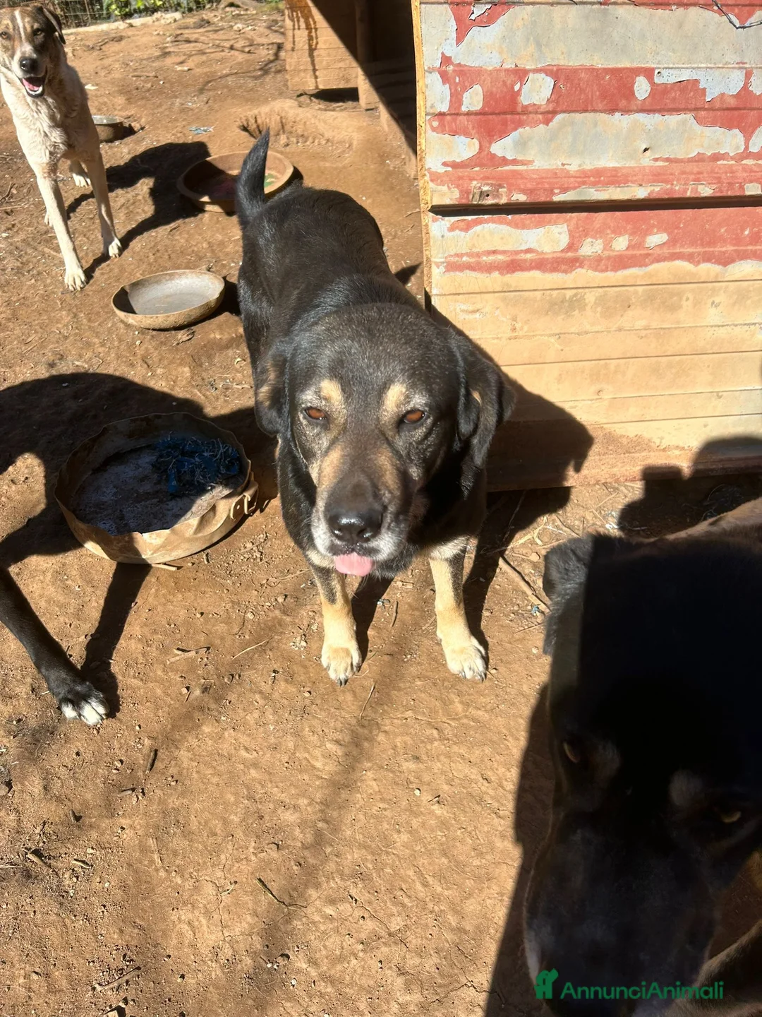 Meticcio cani in regalo: Lillo splendido cagnolone cerca casa  - Annuncio 3