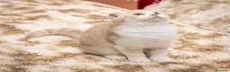 Scottish gatti in vendita: Maschietti Scottish Fold - Annuncio 8