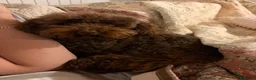 Barboncino Toy cani per accoppiamento: Barboncino Toy Cioccolato - Annuncio 3