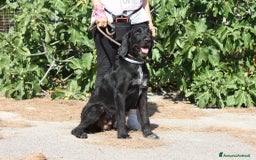 Altre razze cani in regalo: Astrid in adozione - Immagine 5