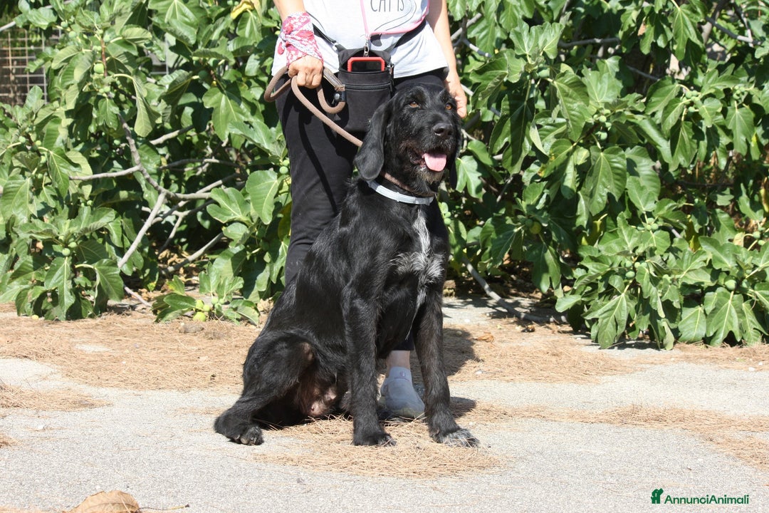 Altre razze cani in regalo: Astrid in adozione - Annuncio 5