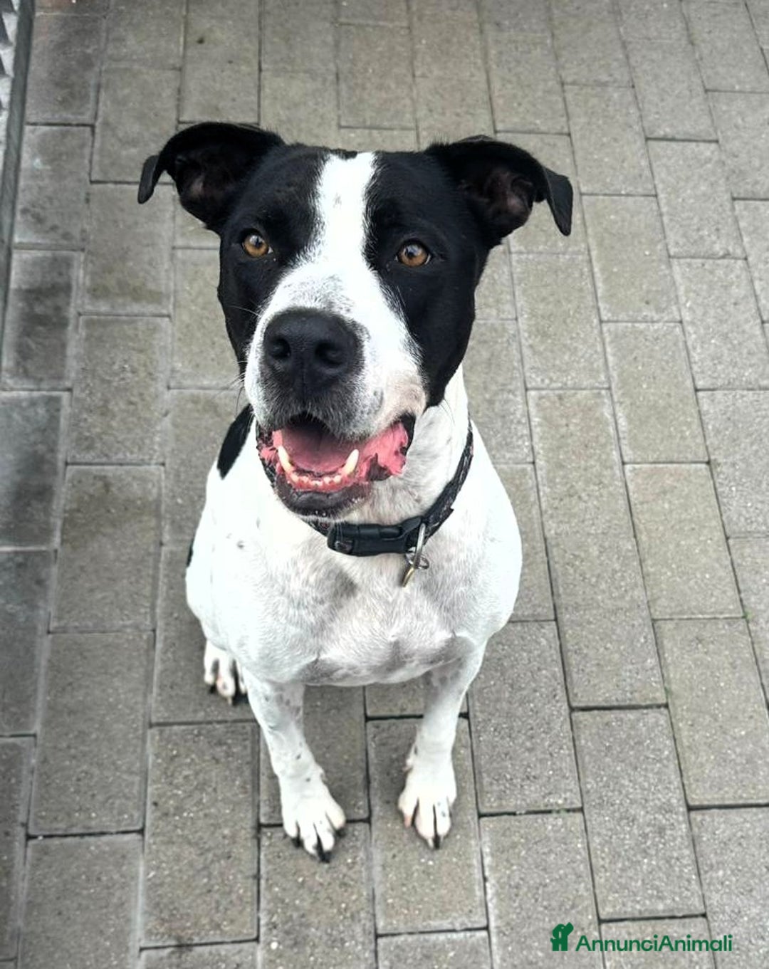 Meticcio cani in regalo: BLACK GENTILCANE - Annuncio 2