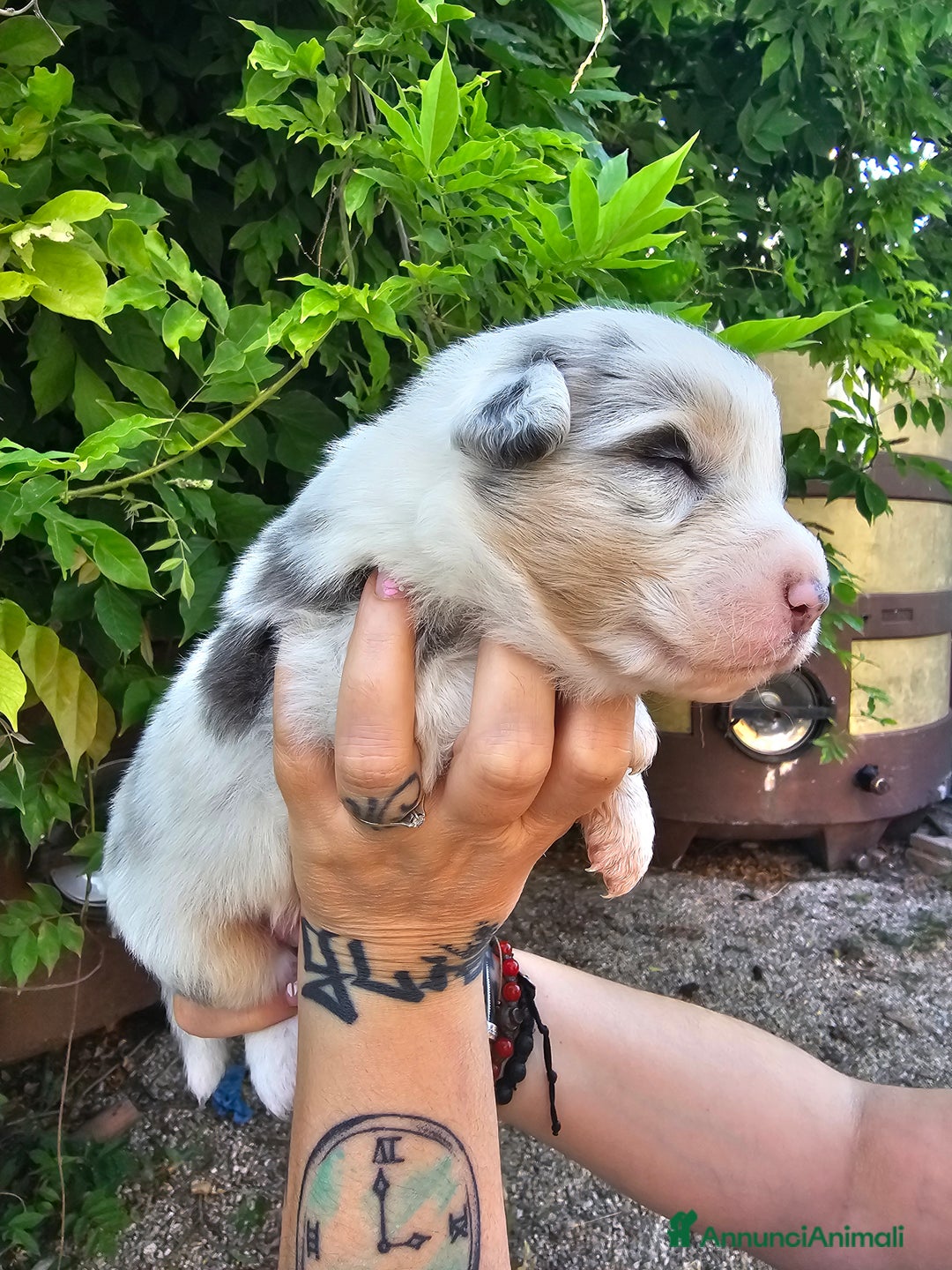 Australian Shepherd cani in vendita: Cuccioli di pastore australiano disponibili  a Provincia di Asti - Immagine 2