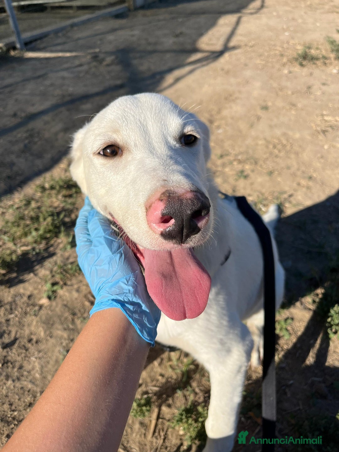 Altre razze cani in regalo: CHUCK – Cucciolo buono e socievole - Annuncio 4