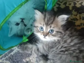 Persiano gatti Persiana Golden tabby doll face - Annuncio 1