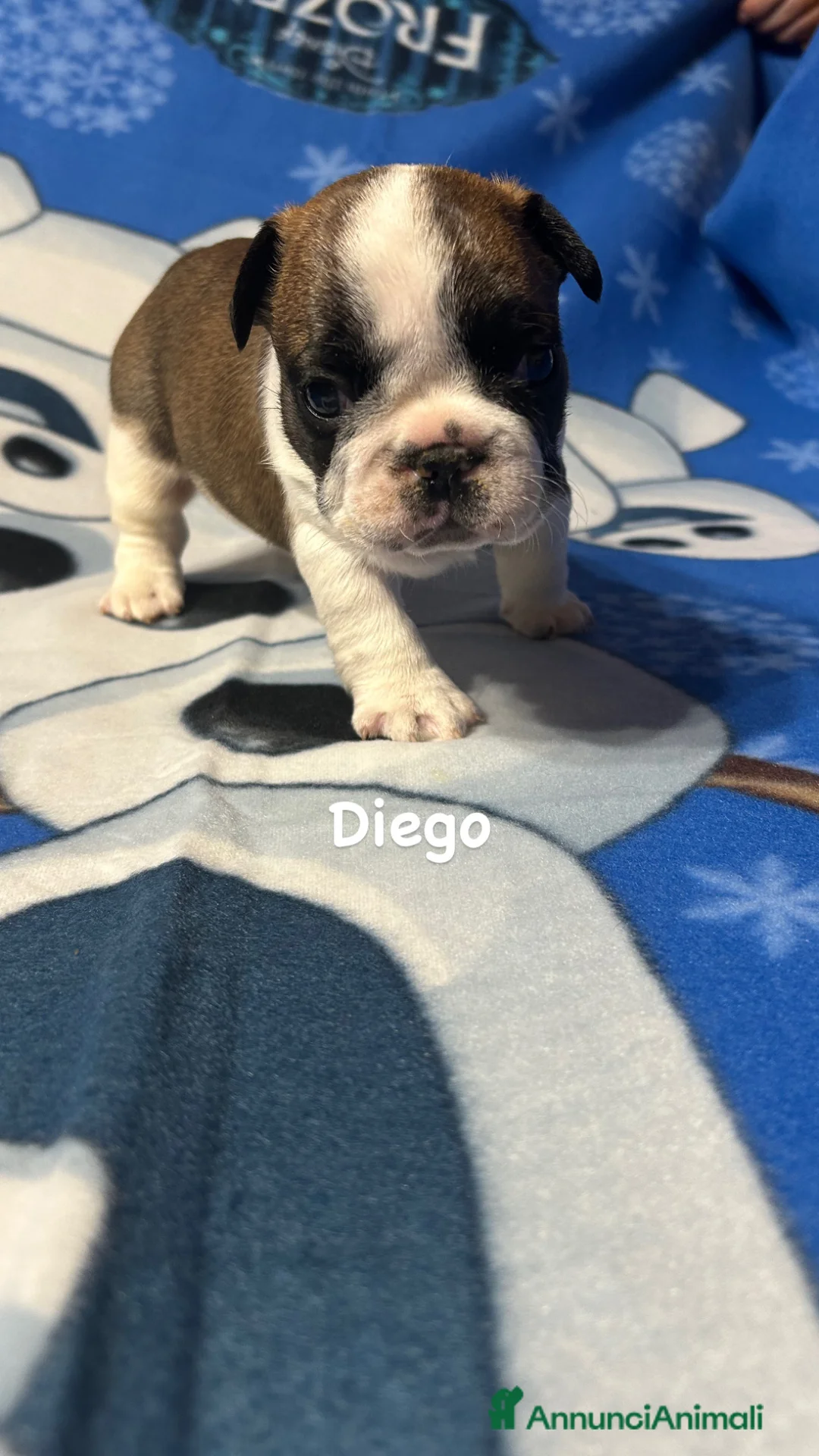 Bulldog Francese cani in vendita: Bulldog francesi con pedigree Enci a Città metropolitana di Sassari - Annuncio 5