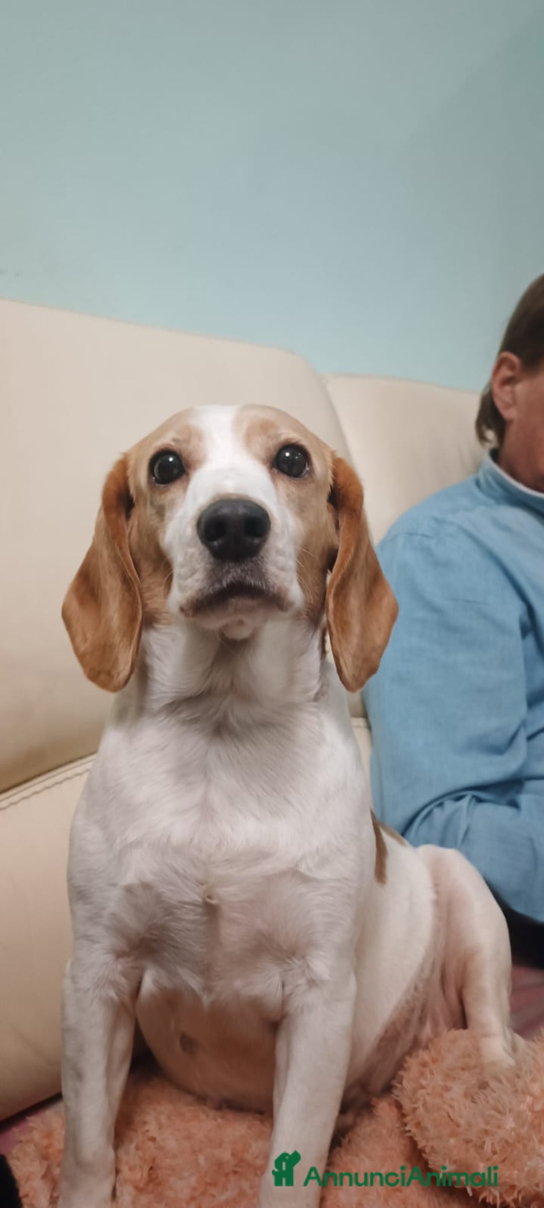 Beagle cani in regalo: Luna, Beagle femmina di 6 anni e mezzo cerca casa - Annuncio 6