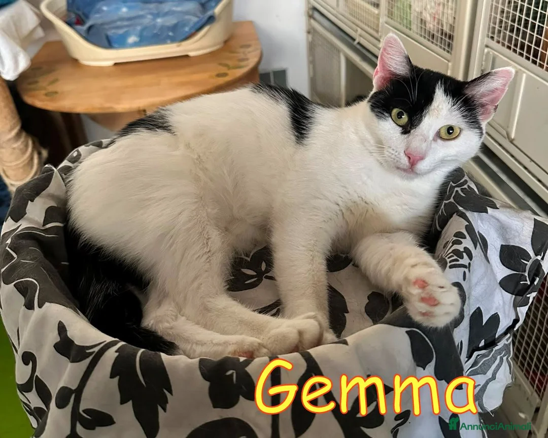 Europeo gatti in regalo: GEMMA DOCLSISSIMA GATTINA a Città metropolitana di Milano - Annuncio 2