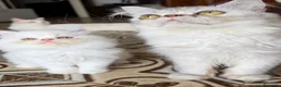 Persiano gatti in vendita: Bellissimi gattini Persiani disponibili  a Città Metropolitana di Venezia - Annuncio 6