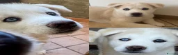 Meticcio cani in vendita: Cuccioli di Huskita - Annuncio 6