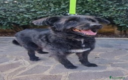 Meticcio cani in regalo: 2 fratelli mix Spinoni adulti salvati da 1lagerSUD a Città metropolitana di Milano - Immagine 6