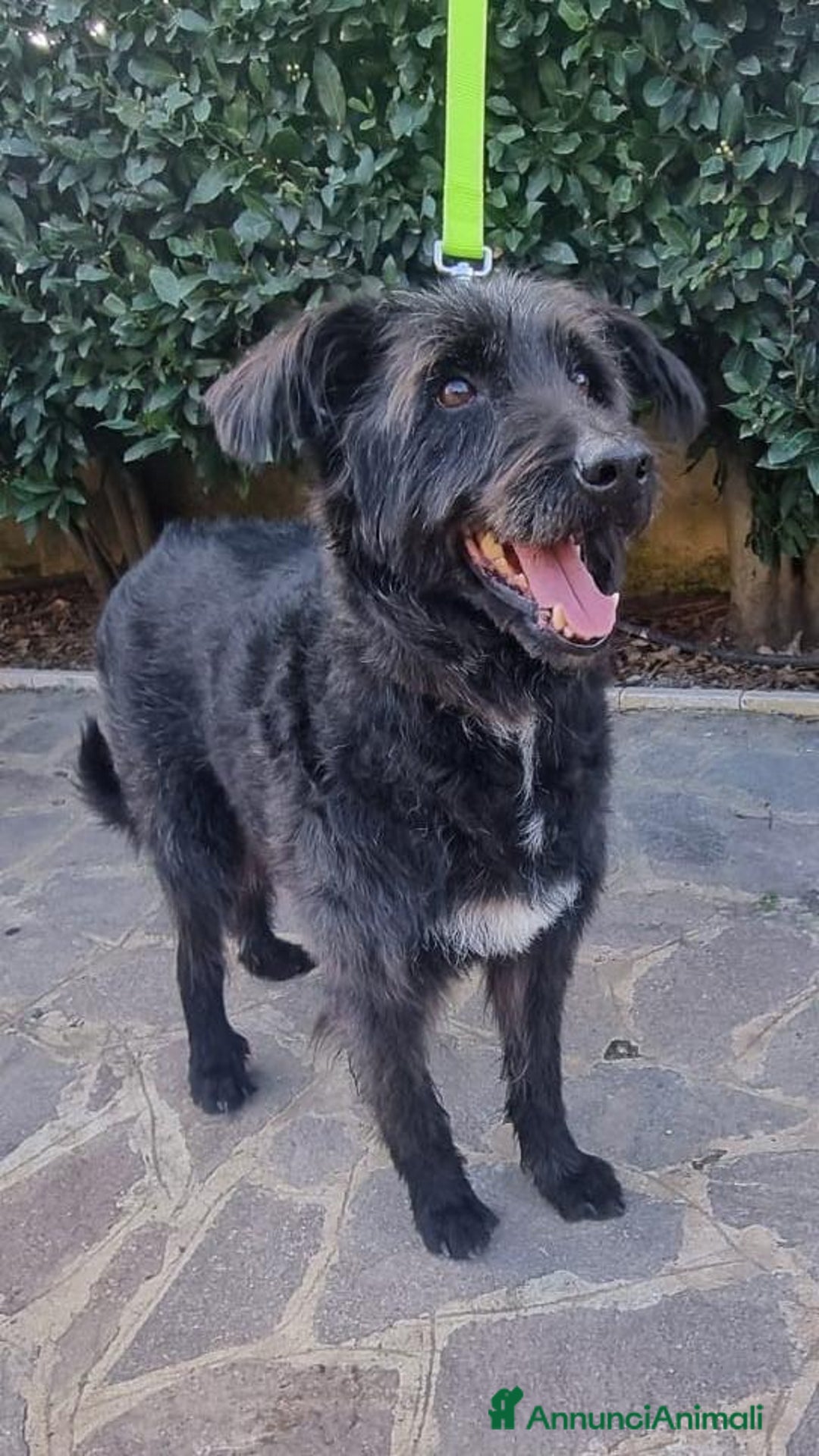 Meticcio cani in regalo: 2 fratelli mix Spinoni adulti salvati da 1lagerSUD a Città metropolitana di Milano - Immagine 6
