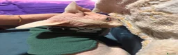 Sphynx gatti per accoppiamento: Milo cerca moglie !  - Annuncio 9
