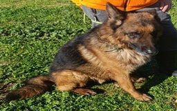 Pastore Tedesco cani in regalo: MIKE pastore tedesco educato e affettuoso a Provincia di Alessandria - Immagine 10