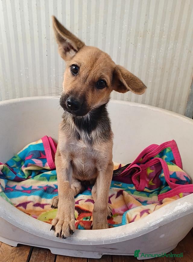 Meticcio cani Elide, dolcissima cucciola in adozione - Annuncio 22