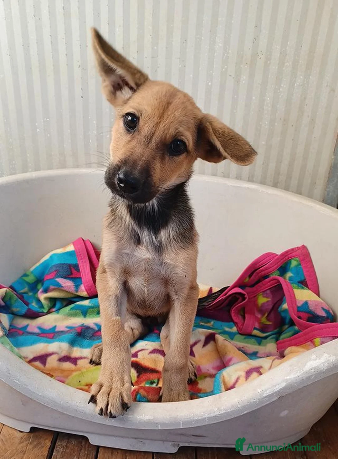 Meticcio cani in regalo: Elide, dolcissima cucciola in adozione - Annuncio 1