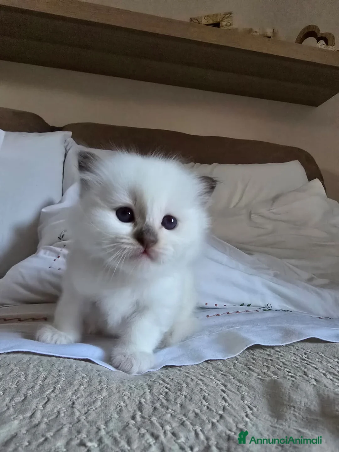 Sacro di Birmania gatti in vendita: Cuccioli Sacri di Birmania a Città metropolitana di Roma Capitale - Annuncio 2