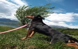 Meticcio cani per accoppiamento: Laika cerca fidanzatino a Provincia di Parma - Immagine 3