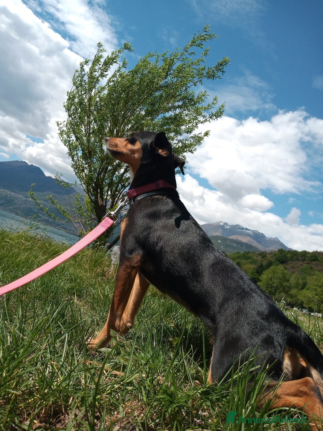 Meticcio cani per accoppiamento: Laika cerca fidanzatino a Provincia di Parma - Immagine 3
