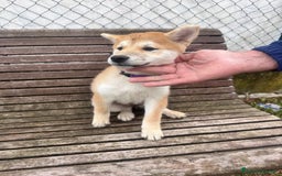 Shiba Inu cani in vendita: Cuccioli Sbiba Inu  - Immagine 2