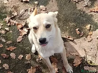 Meticcio cani TAGLIA PICCOLA BRICIOLA a Città metropolitana di Milano - Annuncio 40