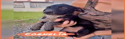 Meticcio cani in regalo: CORNELIA 🩷 una vita intera da condividere! a Provincia di Vicenza - Annuncio 2