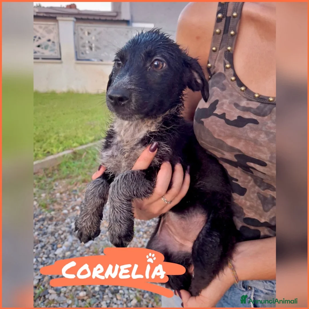 Meticcio cani in regalo: CORNELIA 🩷 una vita intera da condividere! a Provincia di Vicenza - Annuncio 2