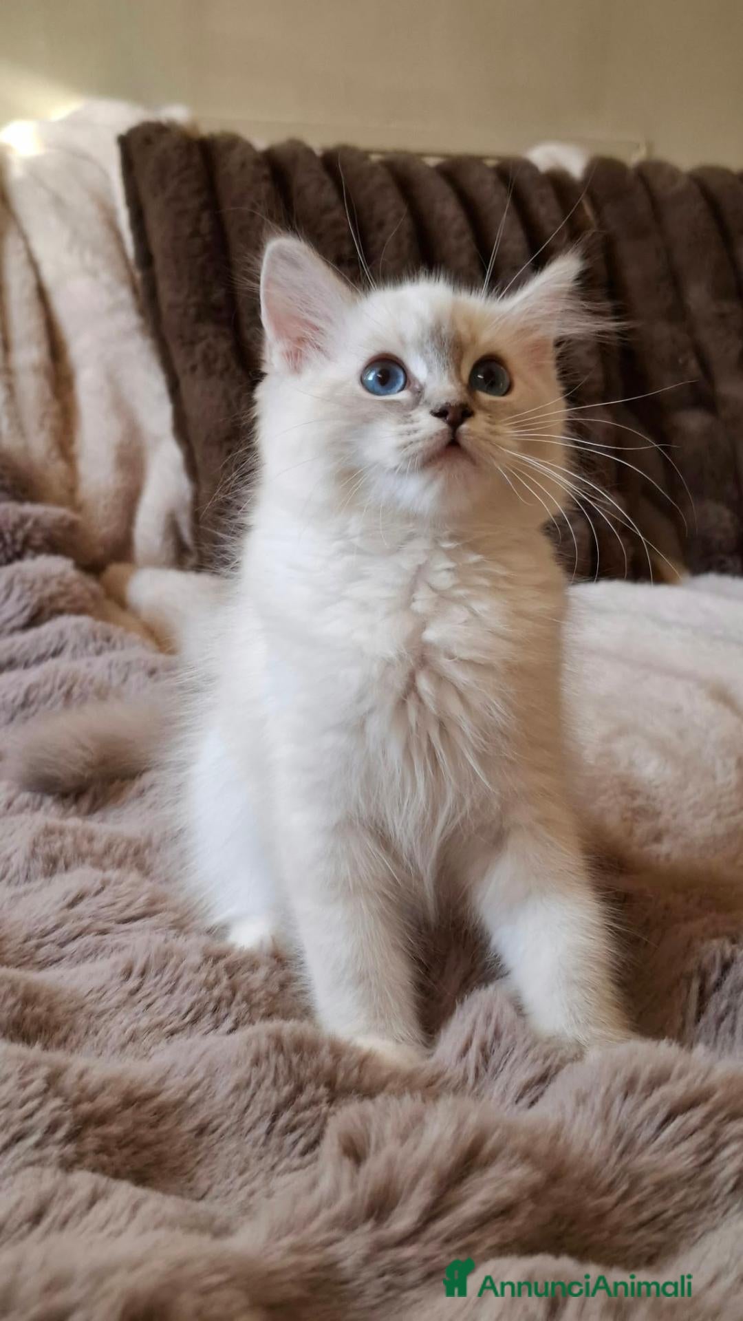 Ragdoll gatti in vendita: Gattini Ragdoll con Pedigree - Annuncio 3