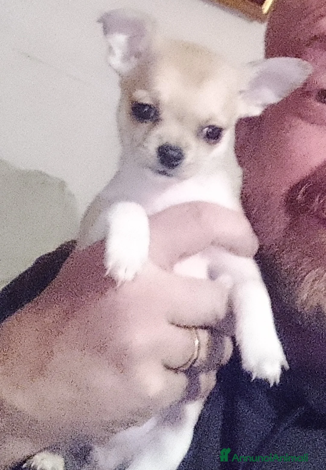 Chihuahua cani in vendita: Cuccioli chihuahua - Annuncio 5