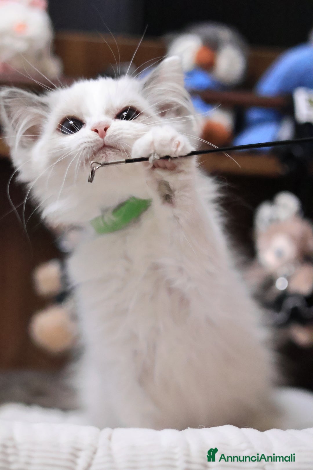 Ragdoll gatti in vendita: Cuccioli ragdoll - Annuncio 4